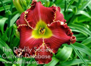 DansTallBoy_1507732745